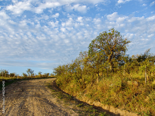 Old lonely tree in arid vegetation landscape