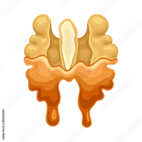 Walnut in liquid caramel. Nutritious natural sweet dessert vector illustration