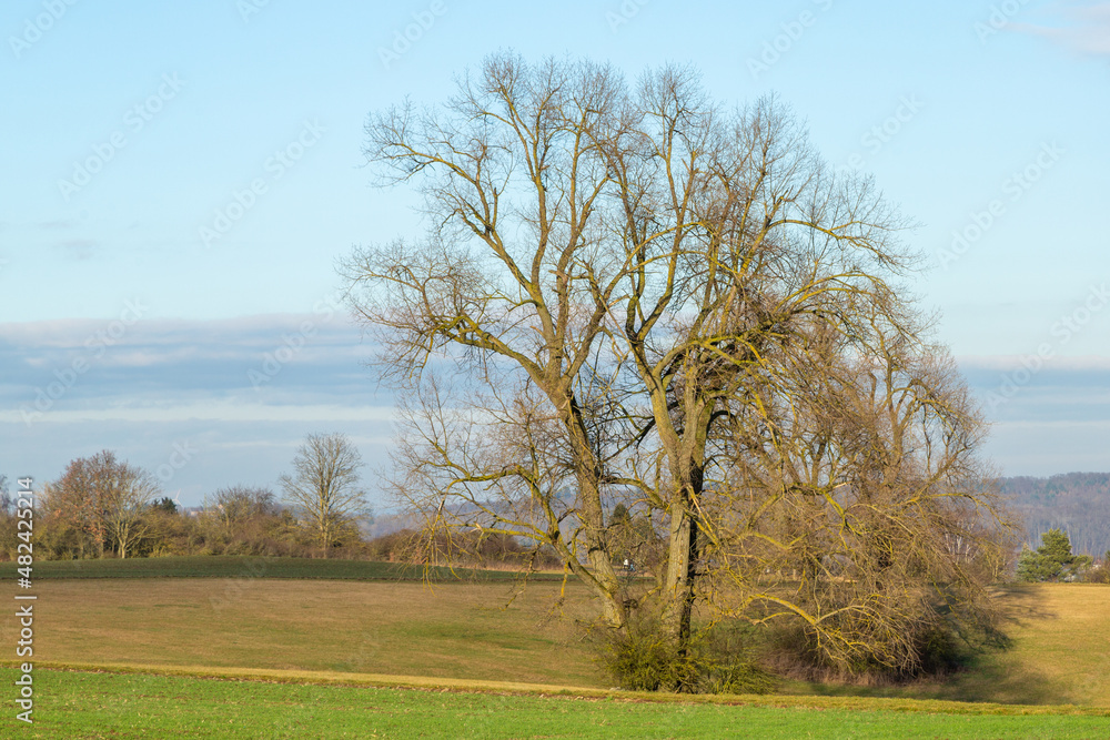 Solitary Trees in February 2022 on the Limes Cycle Path close to Grüningen in Hessia, Germany Solitary Trees in February 2022 on the Limes Cycle Path close to Grüningen in Hessia, Germany
