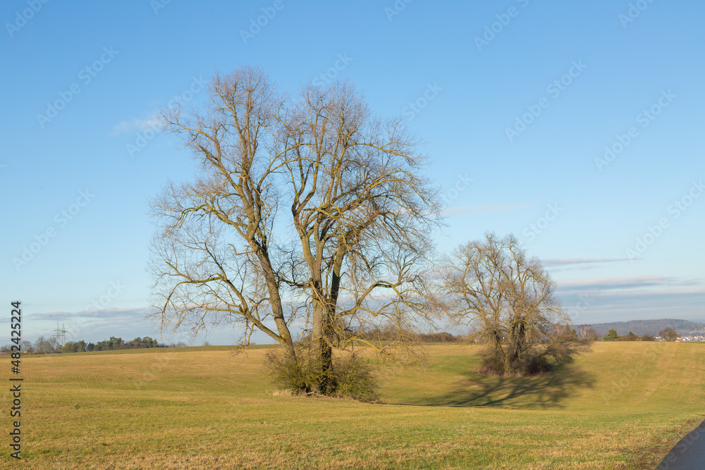 Solitary Trees in February 2022 on the Limes Cycle Path close to Grüningen in Hessia, Germany Solitary Trees in February 2022 on the Limes Cycle Path close to Grüningen in Hessia, Germany
