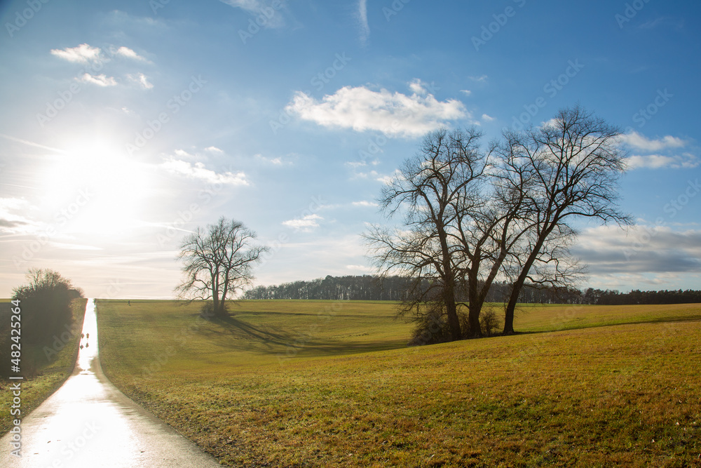 Limes Cycling Path with back light and some solitary old trees close to Watzenborn in Hessia, Germany Limes Cycling Path with back light and some solitary old trees close to Watzenborn in Hessia, Germany