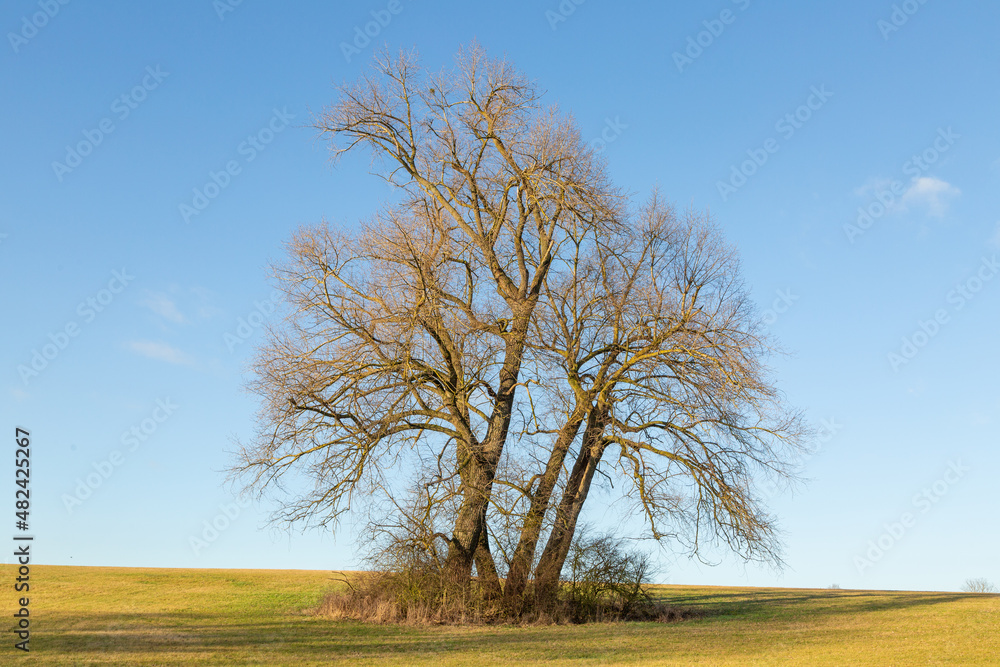 Fototapeta premium Solitary Trees in February 2022 on the Limes Cycle Path close to Grüningen in Hessia, Germany
