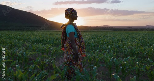Close-up portrait. Black African woman farmer in traditional clothing standing in a large corn crop at sunset. Irrigation in background photo