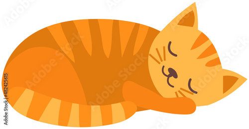 Cute, adorable cat sleeping isolated on white background. Fluffy pet lies curled up in ball. Ginger kitten lies with closed eyes. Animal living at home, cute pet. Red cat with long tail and hair