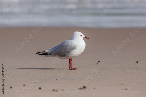 Portrait of a Silver Gull (Chroicocephalus novaehollandiae) standing on a beach in Western Australia