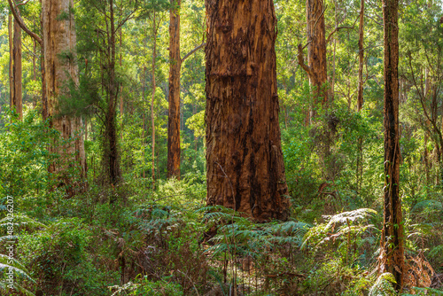 Eucalyptus forest with Karri trees  Eucalyptus diversicolor  in Western Australia