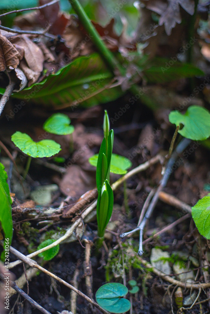 Obraz premium drop in the forest