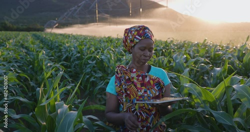 Close-up. Black African woman farmer in traditional clothing using a digital tablet monitoring a large corn crop. Irrigation in background