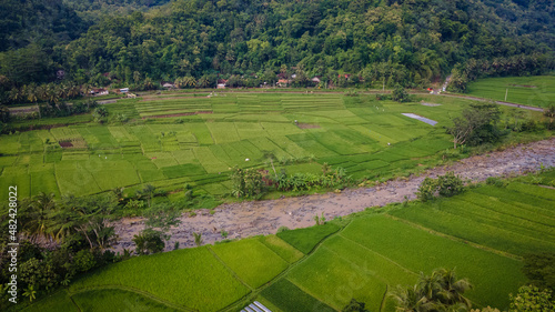 The beautiful view of the rice fields on the outskirts of Yogyakarta, Indonesia, has become an attraction for rural tourism destinations