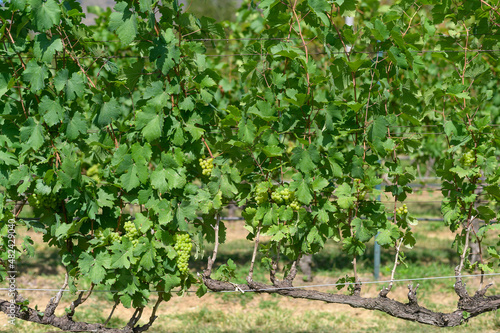 grape in Vineyard for making wine