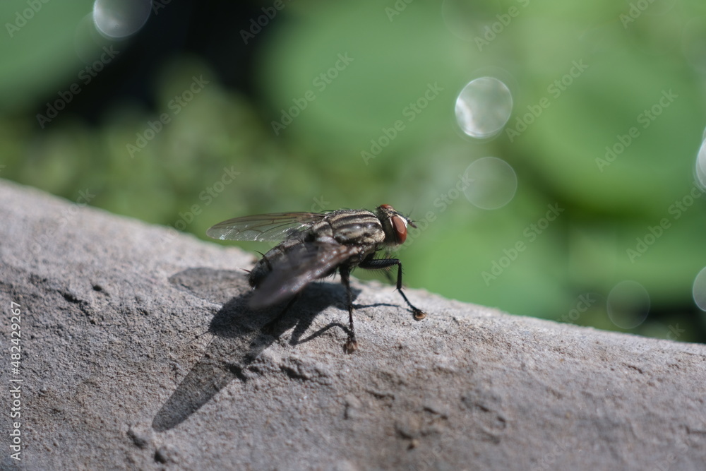 Fly perched on a cement floor with a green bokeh background Fly perched on a cement floor with a green bokeh background