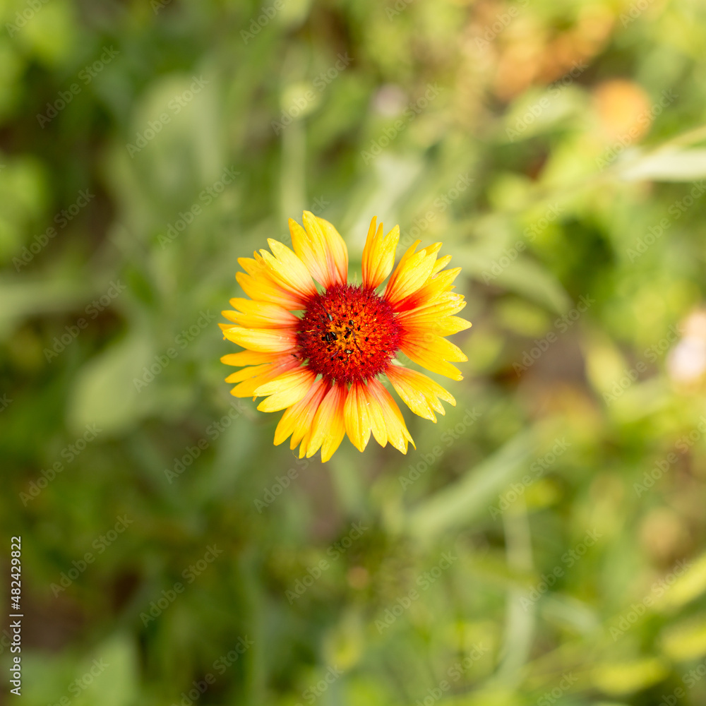 Bright summer flowers in early morning sunlight Bright summer flowers in early morning sunlight