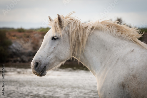 White horses in Camargue, France.