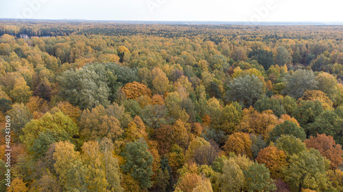 autumn forest from a height of