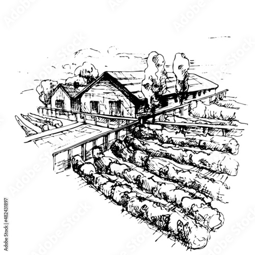 Landscape with farmhouse, vineyard, fields. Vintage vector hatching color