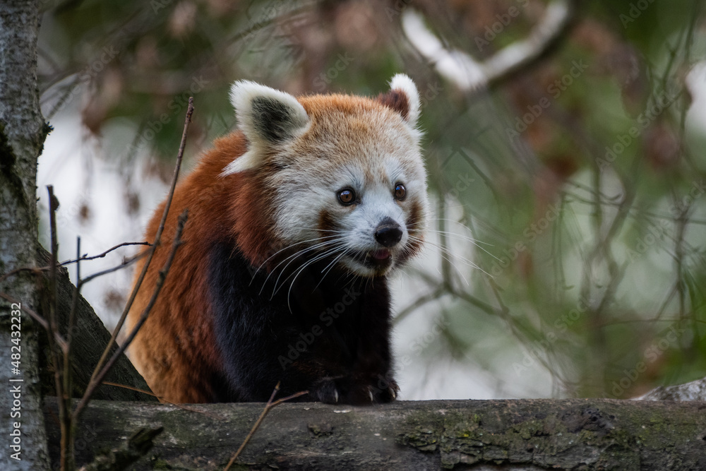 Fototapeta premium Panda im Opelzoo 3