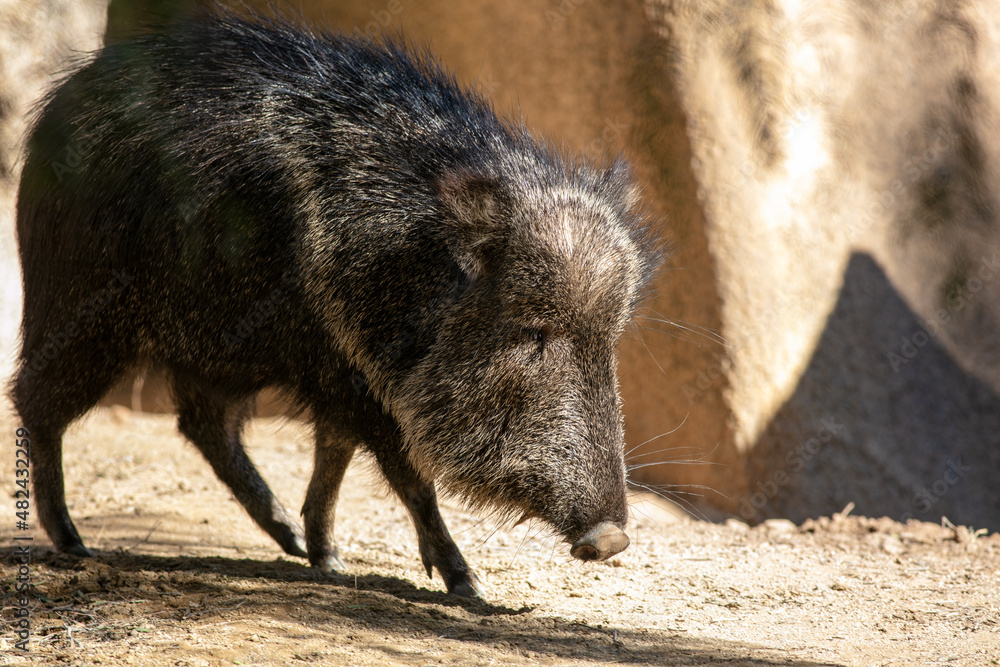 A Peccary, Javelina, or Skunk Pigin a Rocky Habitat A Peccary, Javelina, or Skunk Pigin a Rocky Habitat