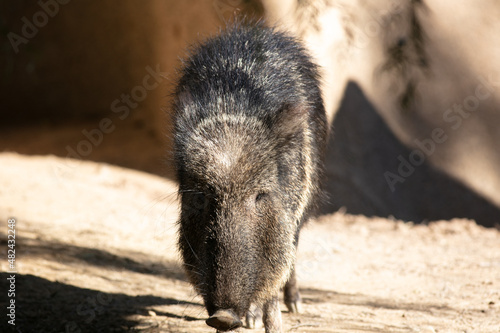 A Peccary, Javelina, or Skunk Pigin a Rocky Habitat photo