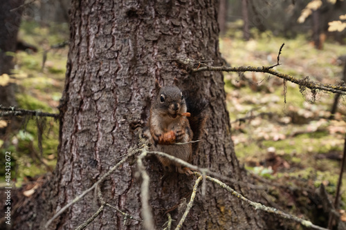 Squirrel gnawing pine cone on branch in autumn forest © Mumemories