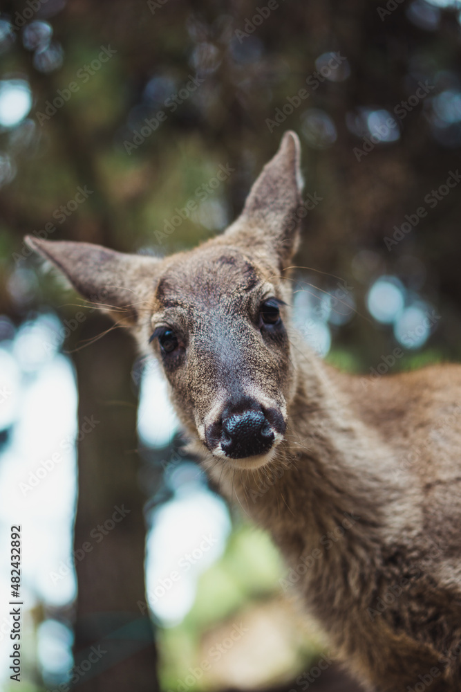 Fototapeta premium Deer in an ecological park.
