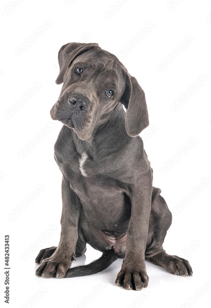 puppy great dane