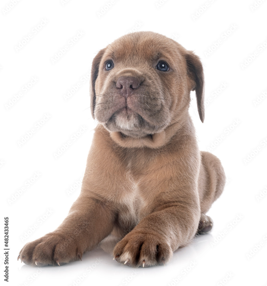 Obraz premium puppy cane corso