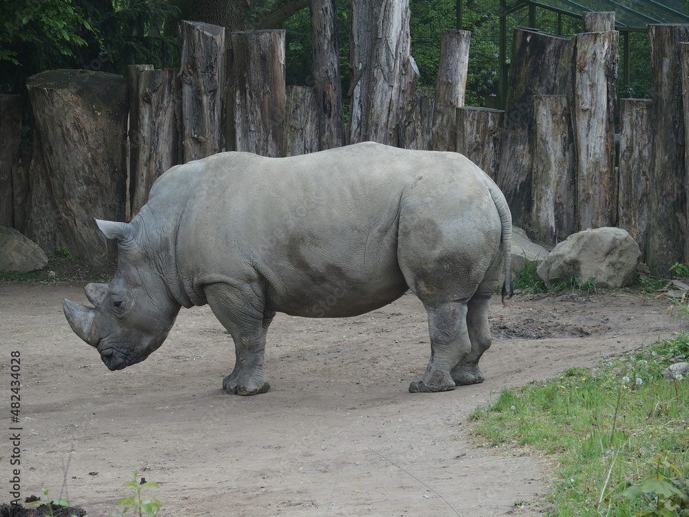 Naklejka premium White rhinos are endangered species