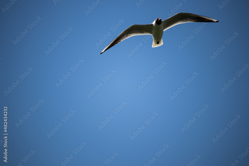 Seagull flying on a blue clear sky Seagull flying on a blue clear sky