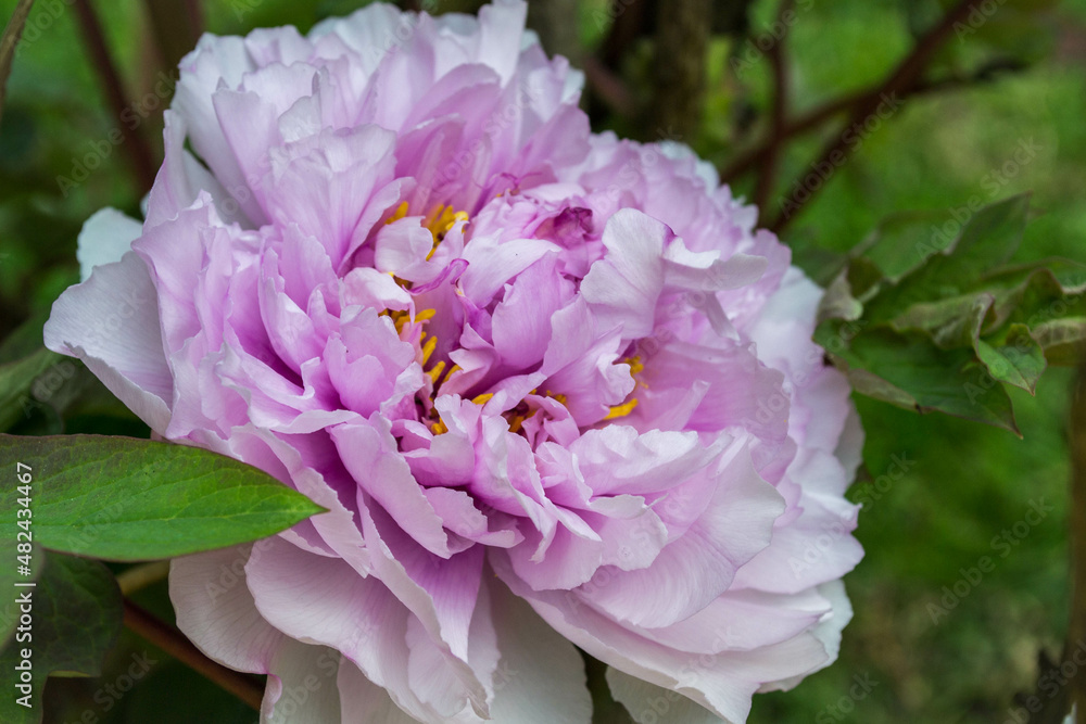 Peony blooming season Peony blooming season
