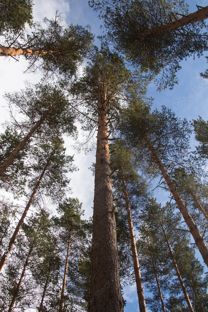 Fototapeta premium Pine tree forest with cloudy blue sky