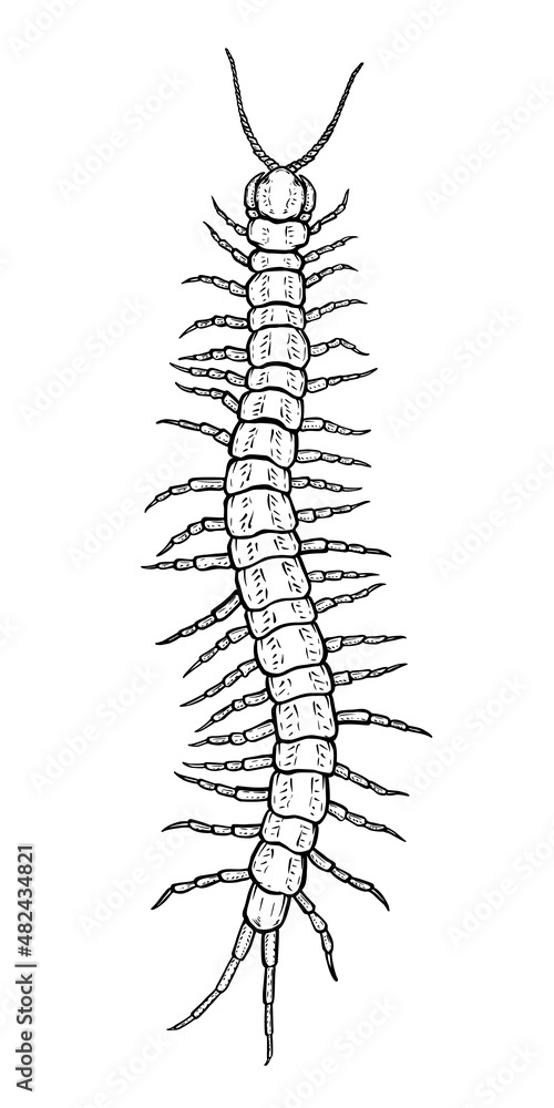 Centipede. Vector illustration in cartoon style on a white background. Centipede. Vector illustration in cartoon style on a white background.
