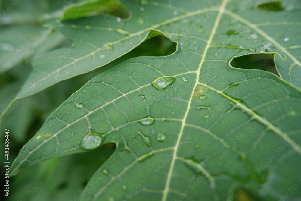 dew drops on papaya leaves in the morning. Leaves with water drops. Can be used as a background. selective focus dew drops on papaya leaves in the morning. Leaves with water drops. Can be used as a background. selective focus