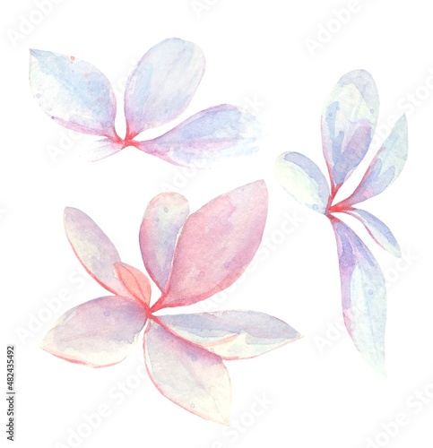 Watercolor barberry leaves for invitation, wedding card, birthday card.