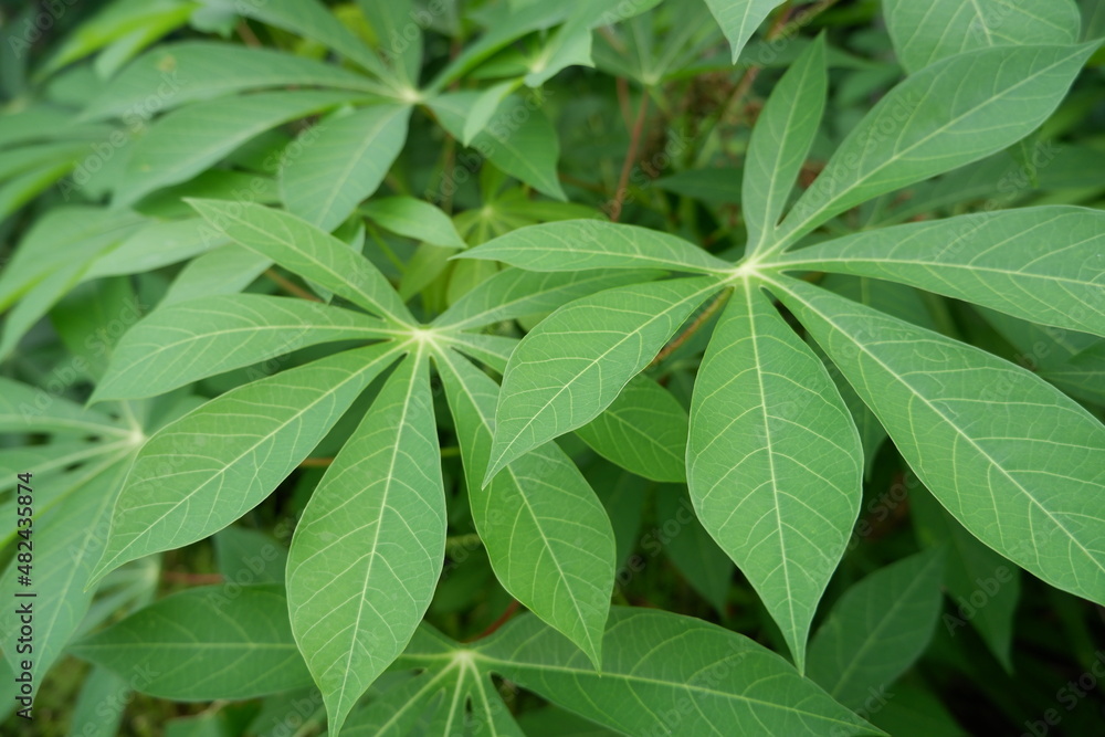 cassava leaves in the yard, cassava leaves can be processed into foods that are high in fiber and delicious. cassava leaves in the yard, cassava leaves can be processed into foods that are high in fiber and delicious.