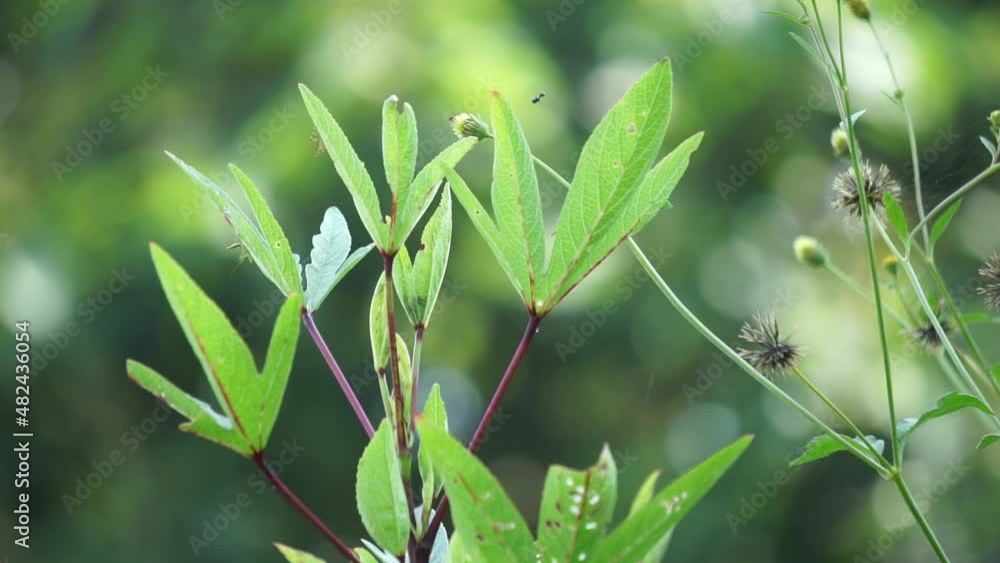 Rosella plant (also called roselle) with a natural background. Use as herbal drink and herbal medicine