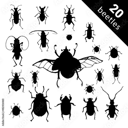 Species and exotic beetles icons vector collection. Various insects set with as Goliath beetle, Frog-legged, Ladybug, Hercules, Tortoise, Colorado potato, Giraffe weevil and other strange bugs beetles