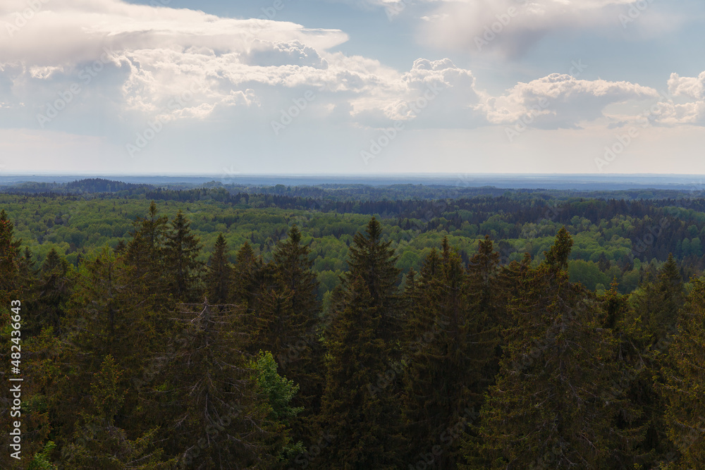 View from the observation tower built on the highest Baltic mountain Suur-Munamagi, tops of tall green spruces, summer daytime. Estonia.