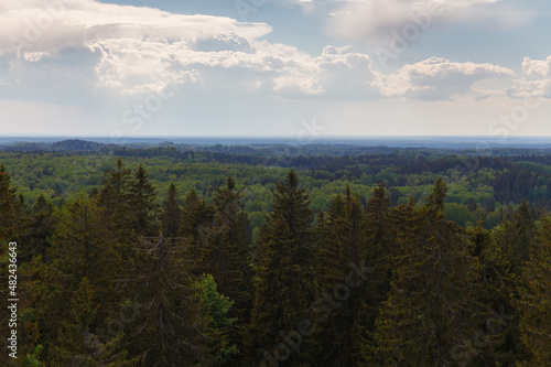 View from the observation tower built on the highest Baltic mountain Suur-Munamagi  tops of tall green spruces  summer daytime. Estonia.