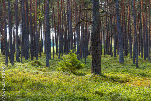 Sunbeams streaming through the pine trees and illuminating the young green foliage.