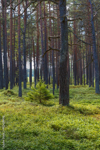 Sunbeams streaming through the pine trees and illuminating the young green foliage.