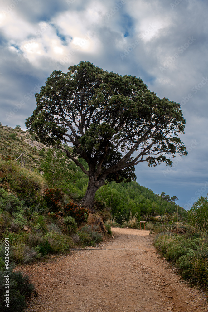Fototapeta premium the beautiful landscape of the Mediterranean area, in the mountain of Mallorca with clouds in the sky, a perfect time to hike 