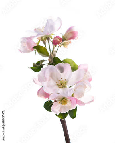 Blooming apple tree branch with large white-pink flowers and green leaves  isolated on white background. Flowering at spring.