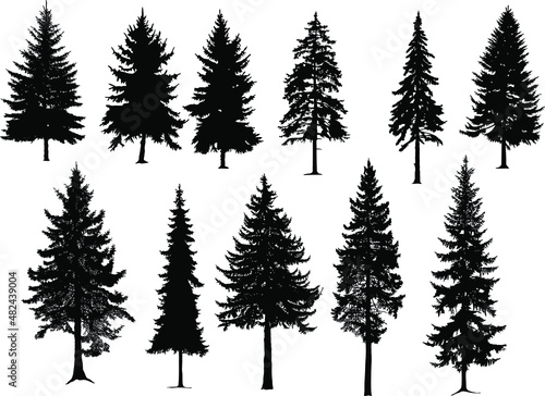 Fotografia Set silhouette of different  pine trees, conifer tree silhouettes isolated on white background