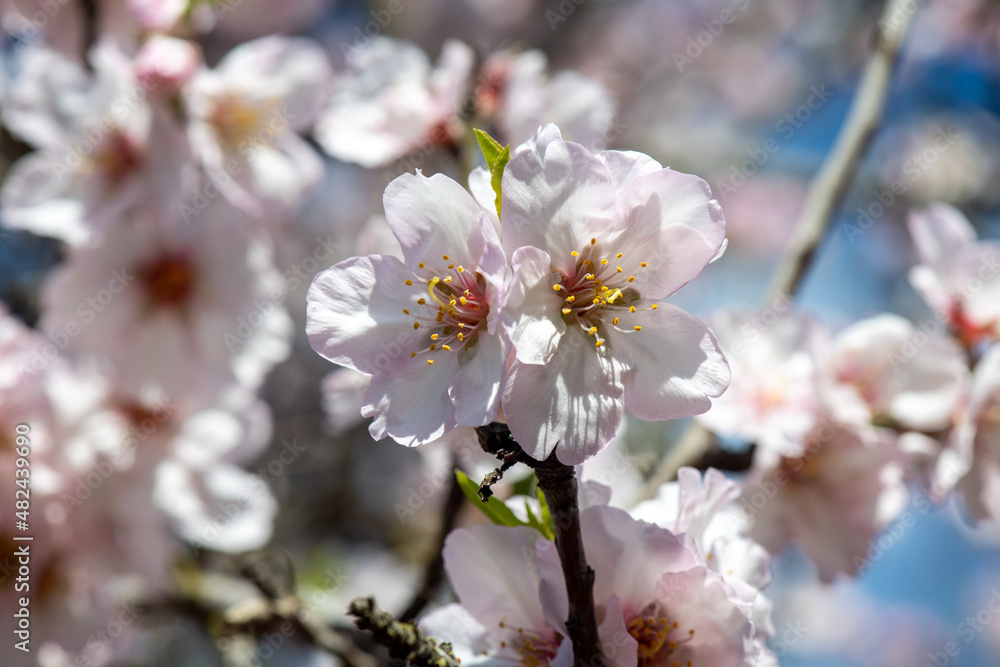 almond blossoms in spring as closeup with blurred background 