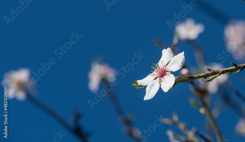 and all starts to blossom into a new life  almond tree blossoms as close ups with blurred background and copy space 