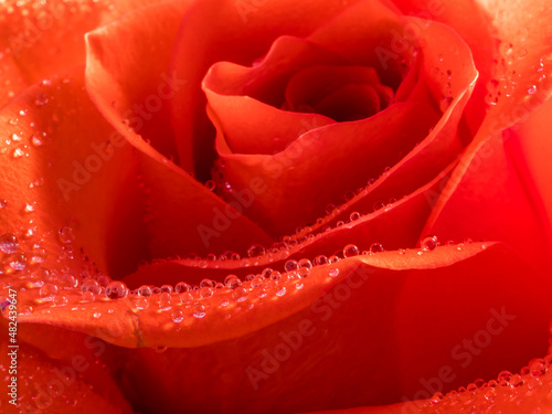 Fototapeta Naklejka Na Ścianę i Meble -  water drops on red rose