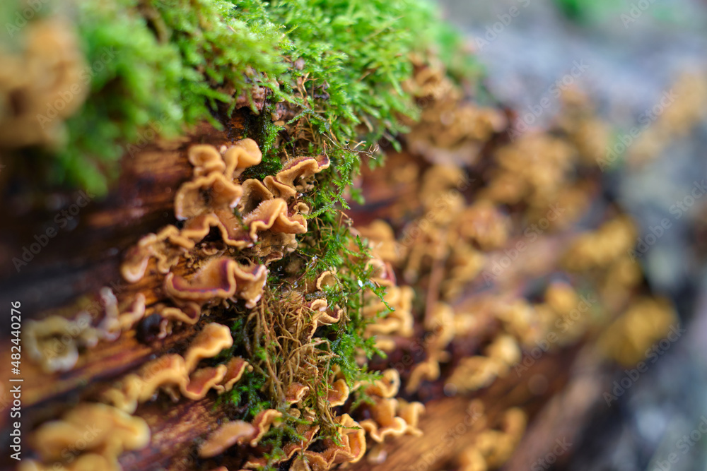 A rotten wood trunk with false turkey tail mushrooms, Stereum hirsutum, and moss. Saprophytic bracket fungus. German primeval forest. A rotten wood trunk with false turkey tail mushrooms, Stereum hirsutum, and moss. Saprophytic bracket fungus. German primeval forest.