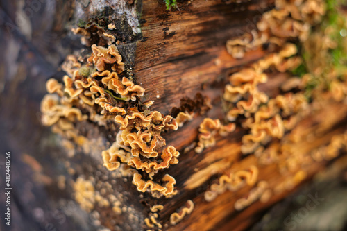 Group of Hairy Curtain Crust fungus, Stereum Hirsutum, on a rotting tree trunk. Closeup of saprophytic fungi infesting a felled tree. Forest ecosystem. photo