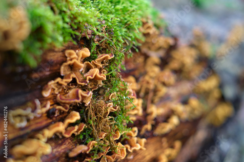 Fotografie, Obraz A rotten wood trunk with false turkey tail mushrooms, Stereum hirsutum, and moss