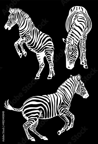 Graphical collection of zebras, black background, vector tattoo illustration,eps10